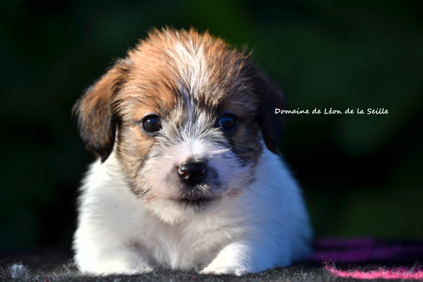 du Domaine De Léon De La Seille - Chiots disponibles - Jack Russell Terrier