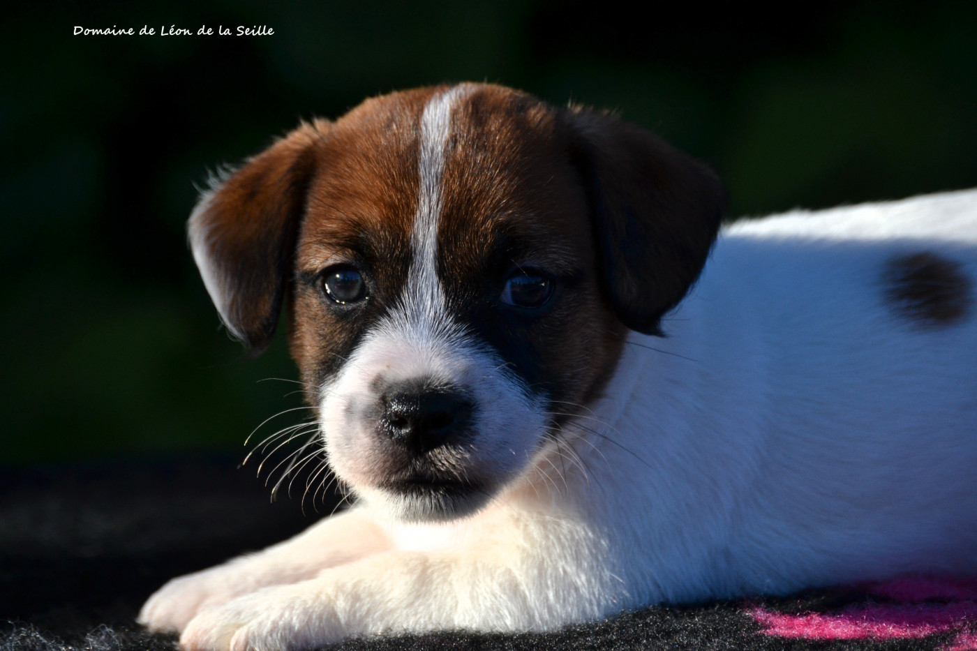 du Domaine De Léon De La Seille - Chiots disponibles - Jack Russell Terrier