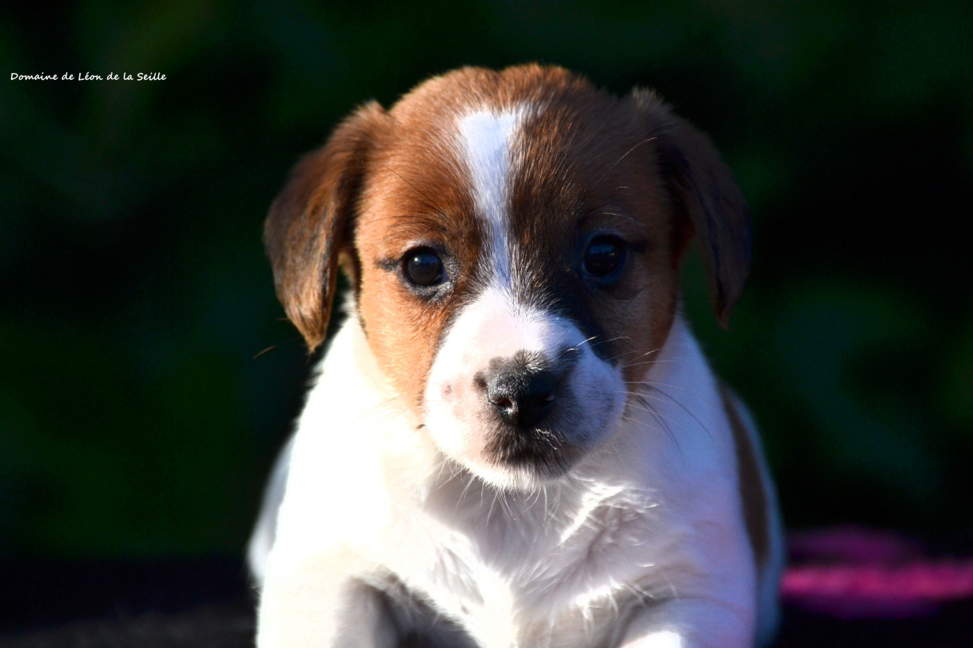 du Domaine De Léon De La Seille - Chiots disponibles - Jack Russell Terrier