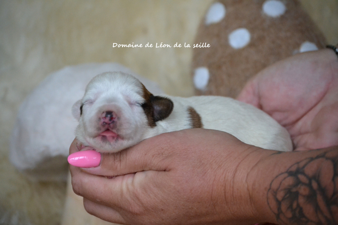 du Domaine De Léon De La Seille - Chiots disponibles - Jack Russell Terrier