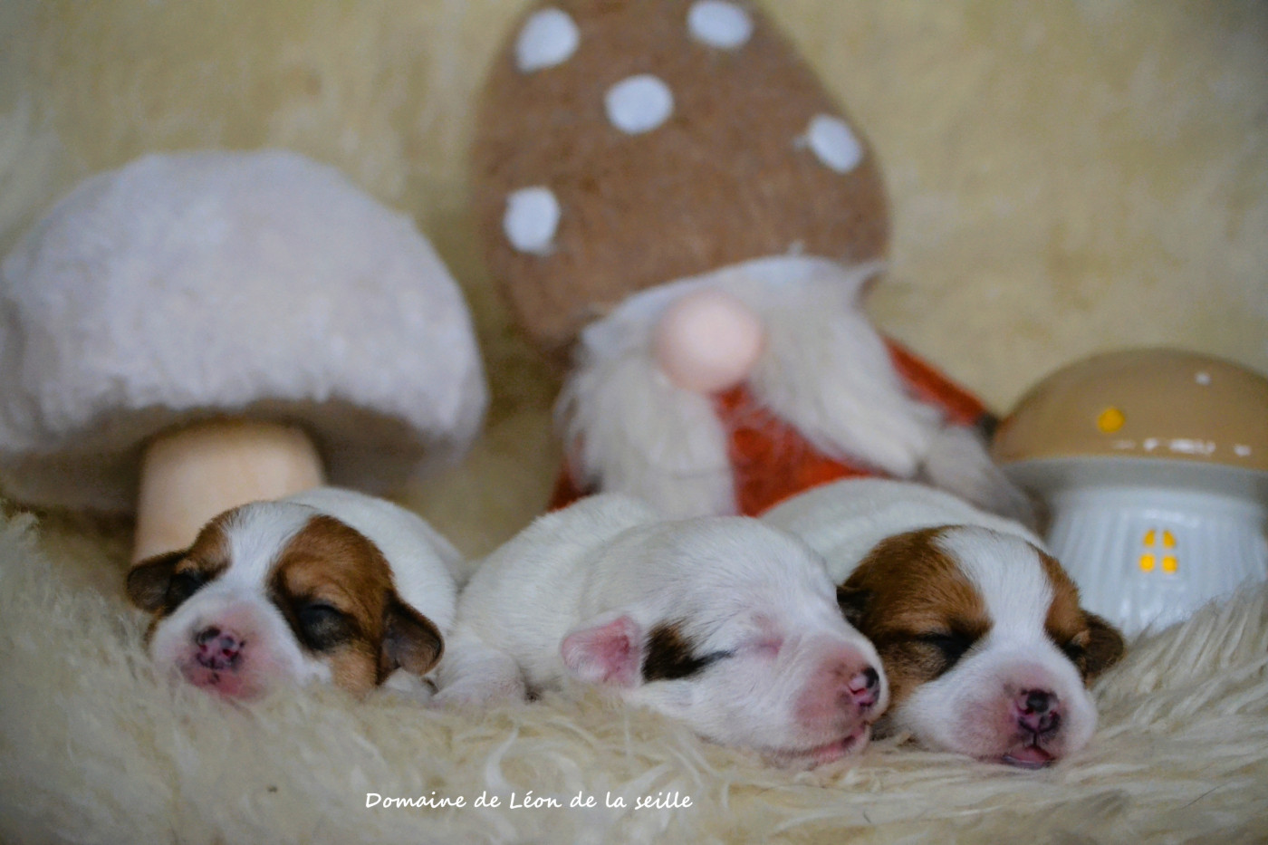 Chiot Jack Russell Terrier du Domaine De Léon De La Seille