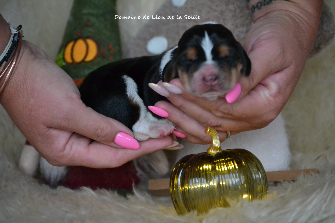 du Domaine De Léon De La Seille - Chiots disponibles - Basset Hound