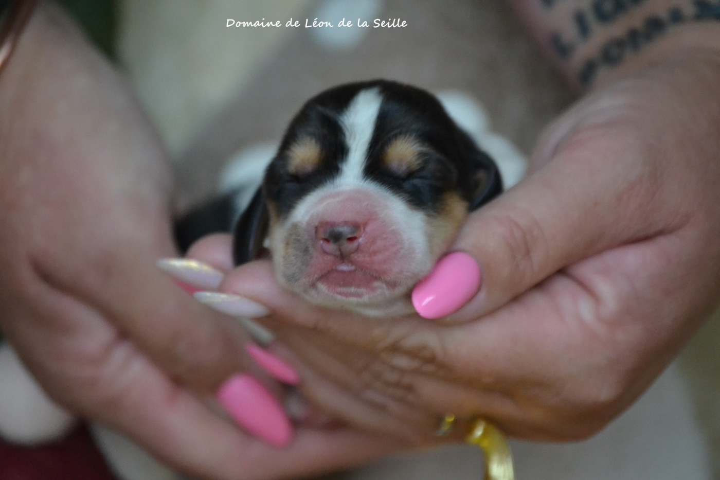 du Domaine De Léon De La Seille - Chiots disponibles - Basset Hound