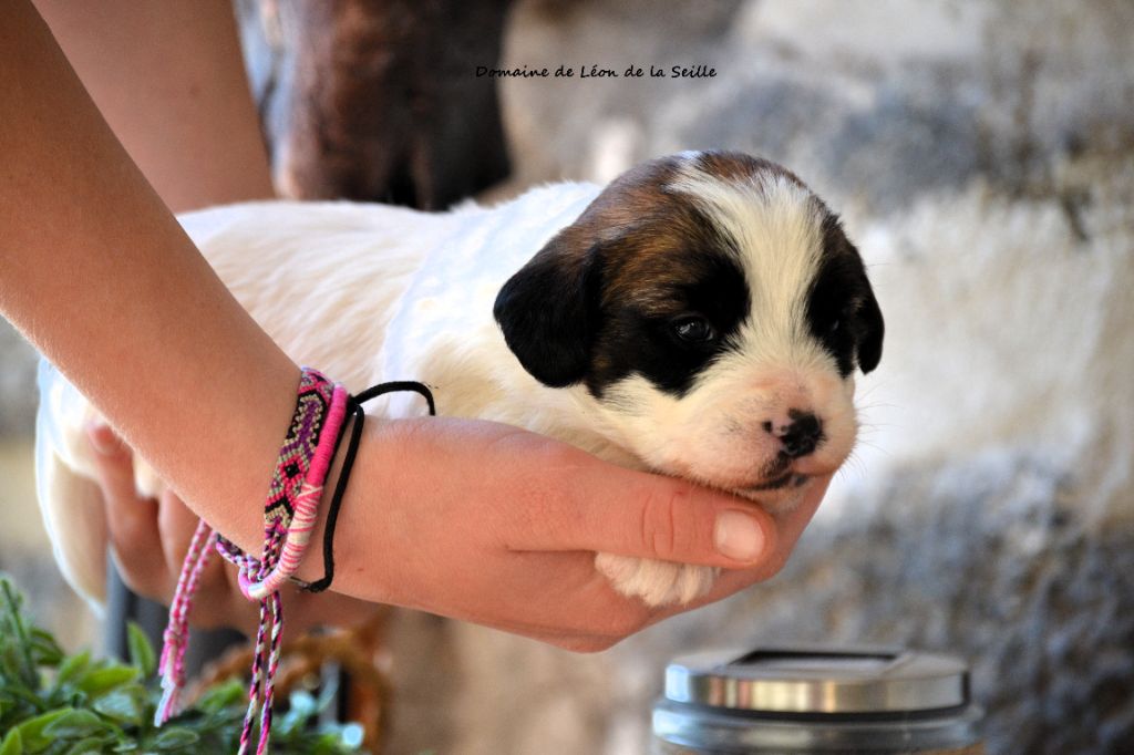 du Domaine De Léon De La Seille - Chiots disponibles - Jack Russell Terrier