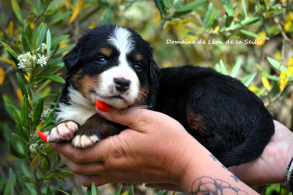 du Domaine De Léon De La Seille - Chiots disponibles - Bouvier Bernois