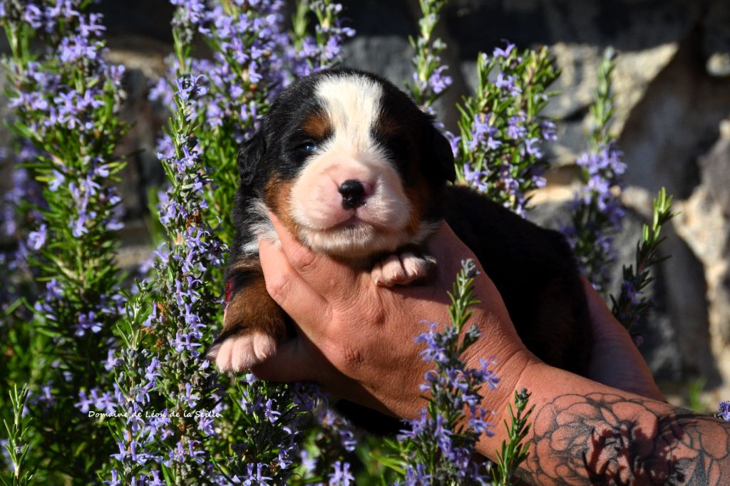 du Domaine De Léon De La Seille - Chiots disponibles - Bouvier Bernois