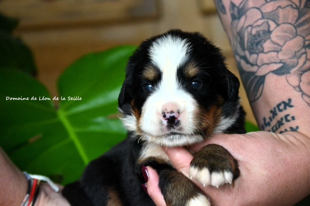 du Domaine De Léon De La Seille - Chiots disponibles - Bouvier Bernois