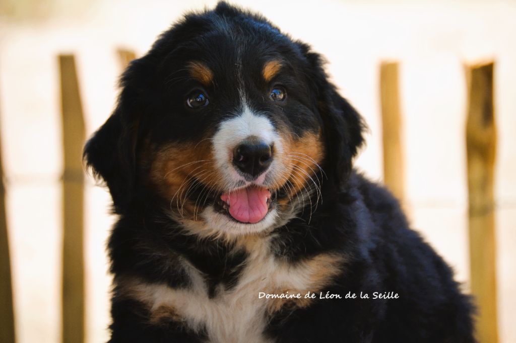 du Domaine De Léon De La Seille - Chiots disponibles - Bouvier Bernois