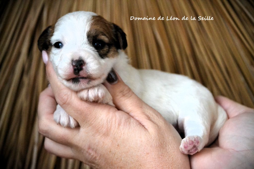Chiot Jack Russell Terrier du Domaine De Léon De La Seille