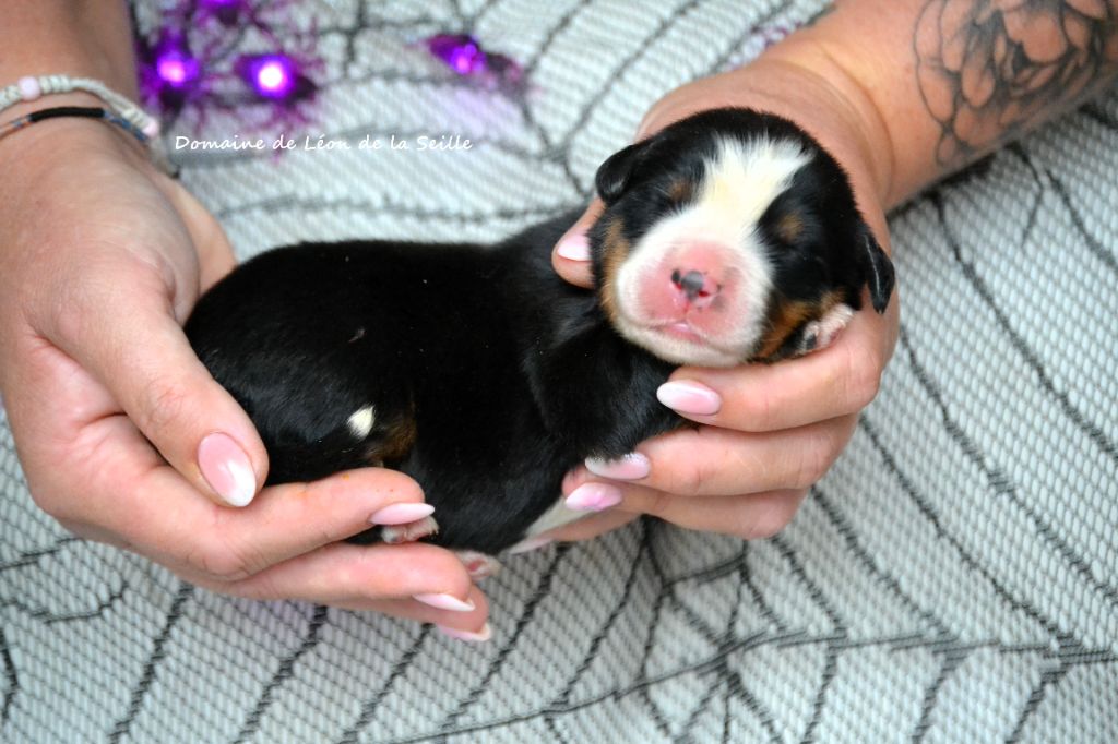 du Domaine De Léon De La Seille - Chiots disponibles - Bouvier Bernois