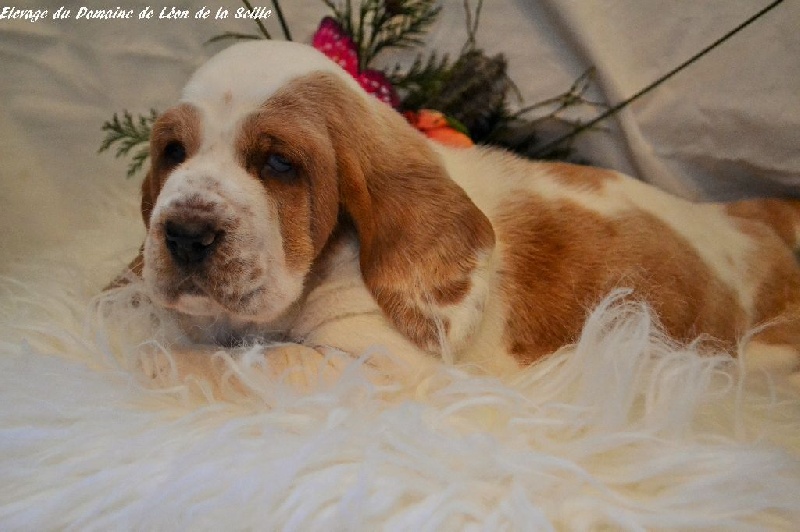 Chiot Basset Hound du Domaine De Léon De La Seille