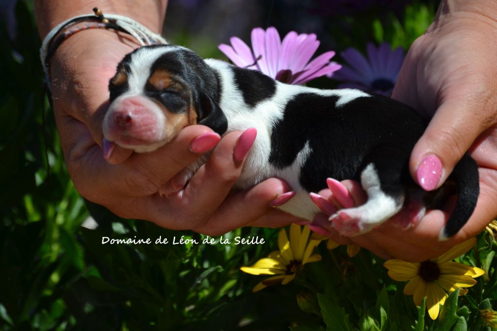 du Domaine De Léon De La Seille - Chiots disponibles - Basset Hound