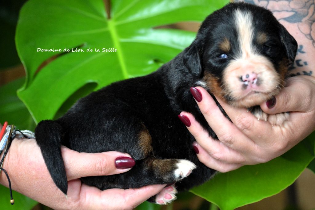 du Domaine De Léon De La Seille - Chiots disponibles - Bouvier Bernois