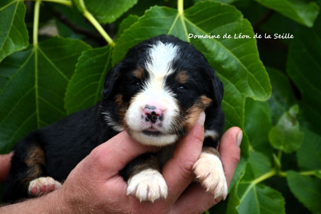 du Domaine De Léon De La Seille - Chiots disponibles - Bouvier Bernois