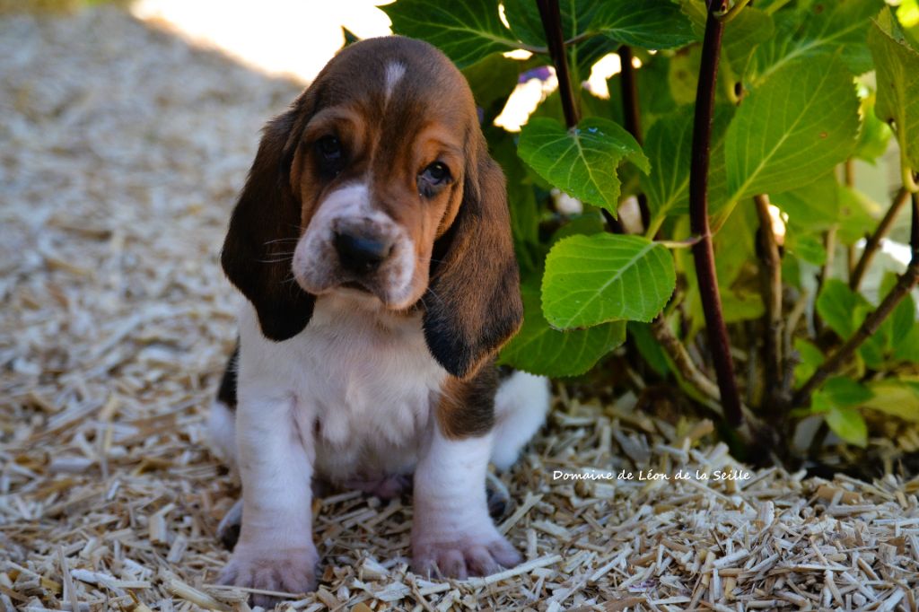 du Domaine De Léon De La Seille - Chiots disponibles - Basset Hound