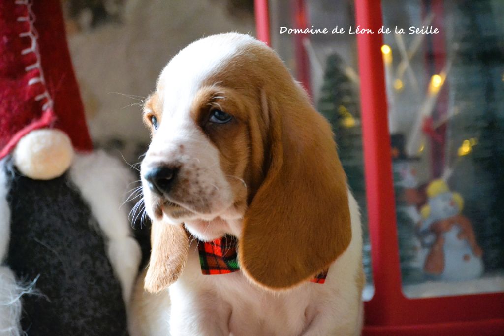 du Domaine De Léon De La Seille - Chiots disponibles - Basset Hound