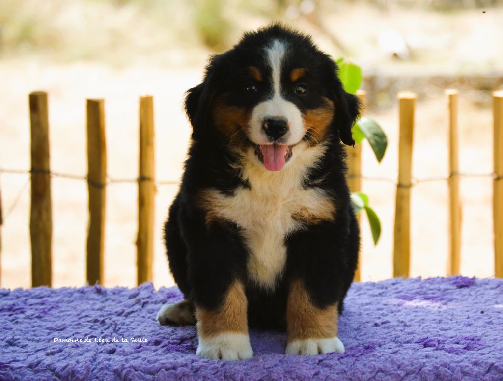 du Domaine De Léon De La Seille - Chiots disponibles - Bouvier Bernois