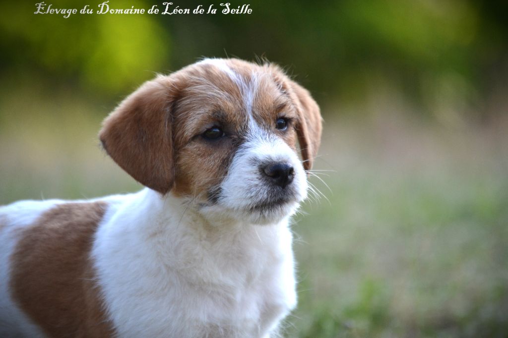 Chiot Jack Russell Terrier du Domaine De Léon De La Seille