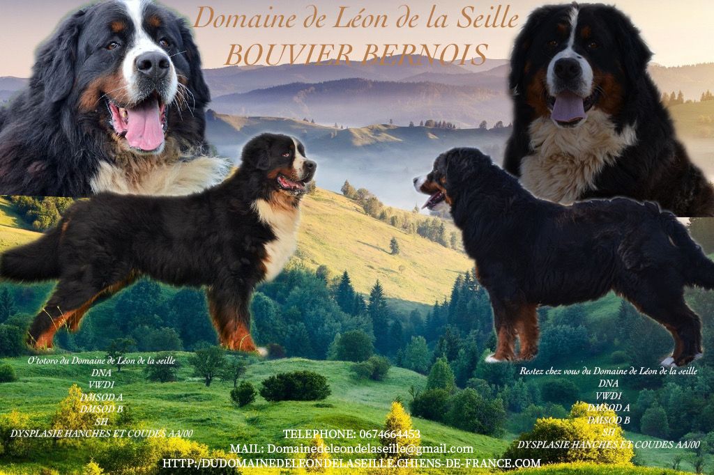 Chiot Bouvier Bernois du Domaine De Léon De La Seille