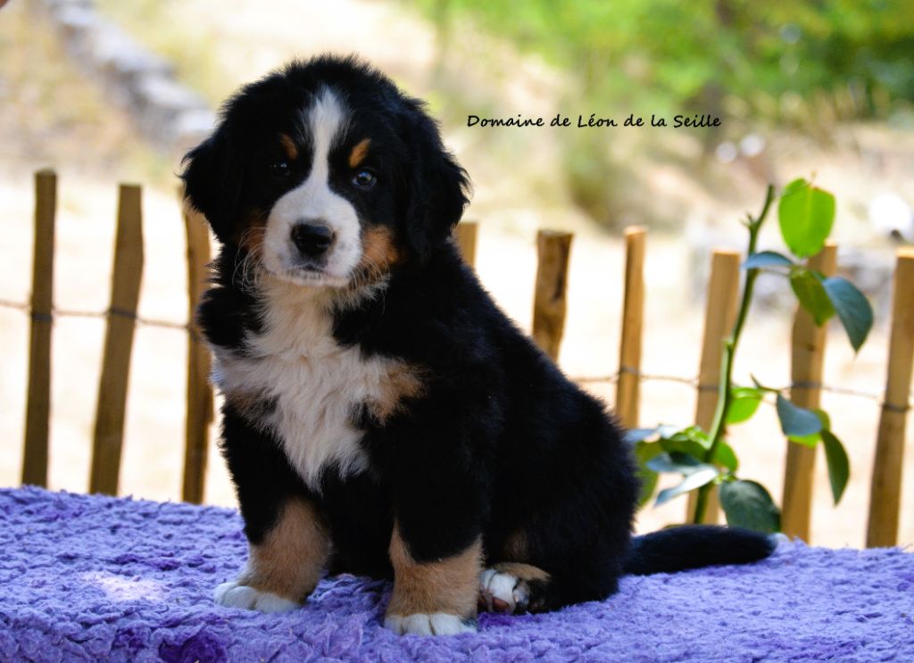 du Domaine De Léon De La Seille - Chiots disponibles - Bouvier Bernois