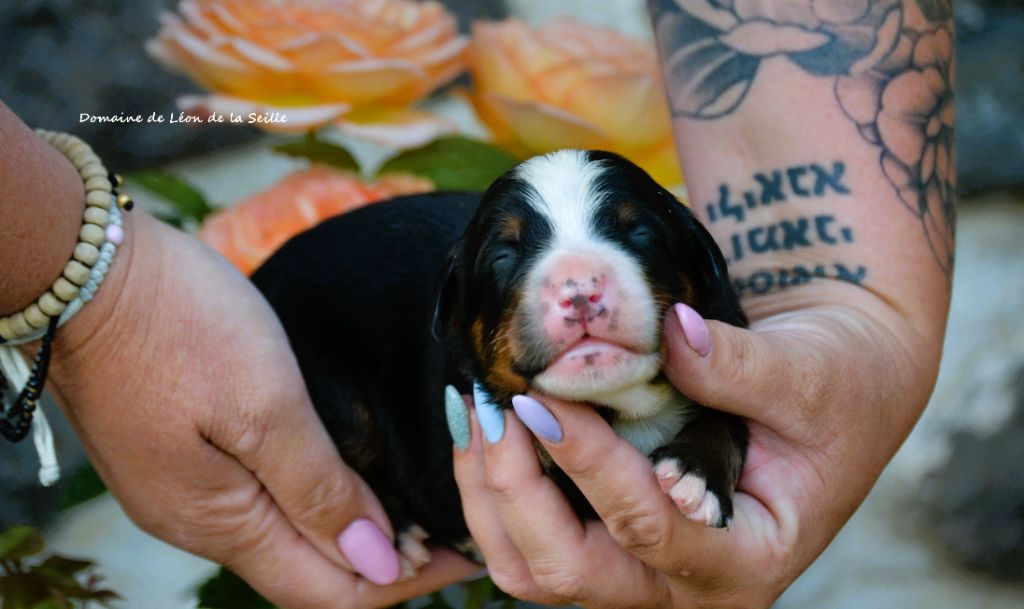 du Domaine De Léon De La Seille - Chiots disponibles - Bouvier Bernois