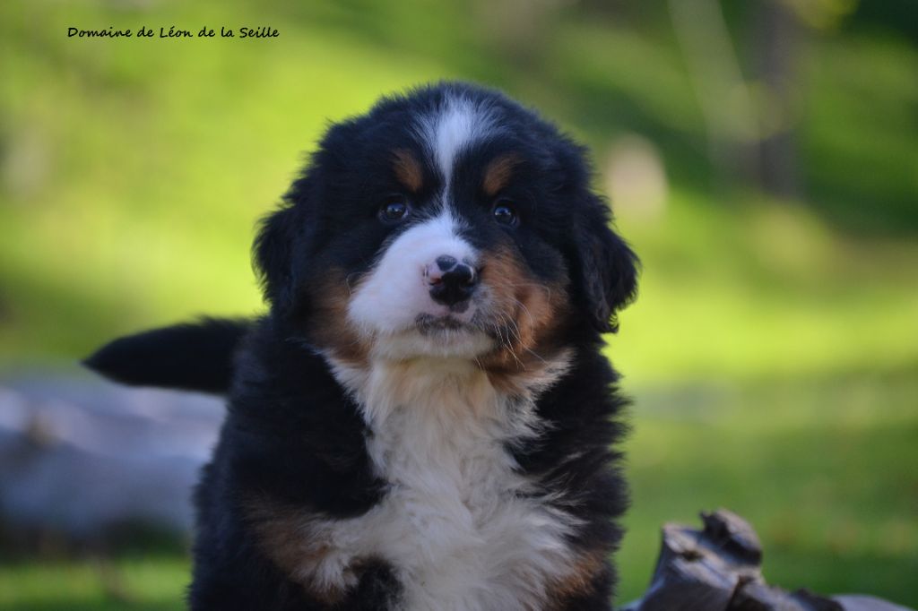 du Domaine De Léon De La Seille - Chiots disponibles - Bouvier Bernois