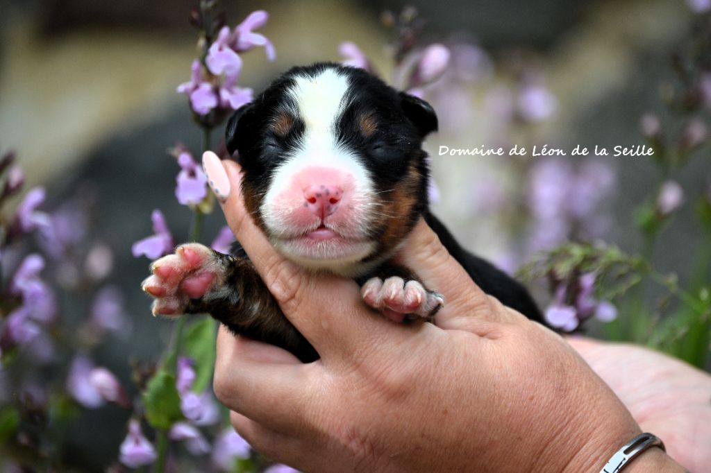 du Domaine De Léon De La Seille - Chiots disponibles - Bouvier Bernois