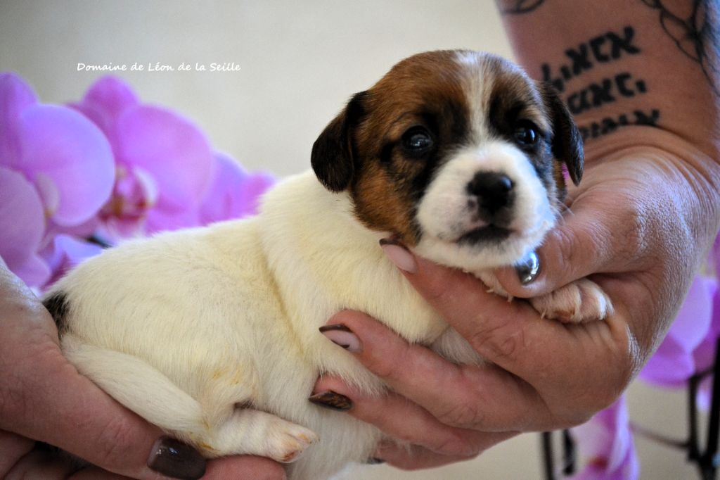 du Domaine De Léon De La Seille - Chiots disponibles - Jack Russell Terrier
