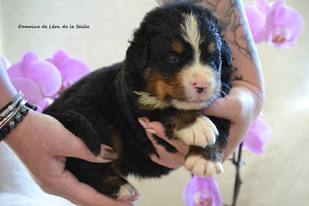 du Domaine De Léon De La Seille - Chiots disponibles - Bouvier Bernois