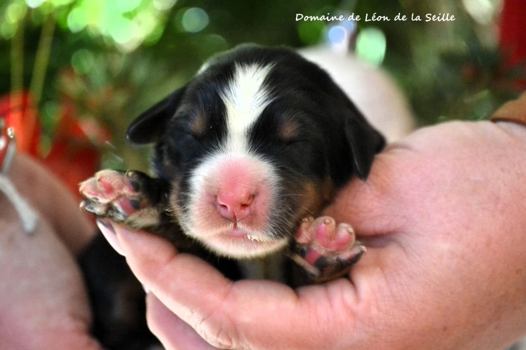 du Domaine De Léon De La Seille - Chiots disponibles - Bouvier Bernois