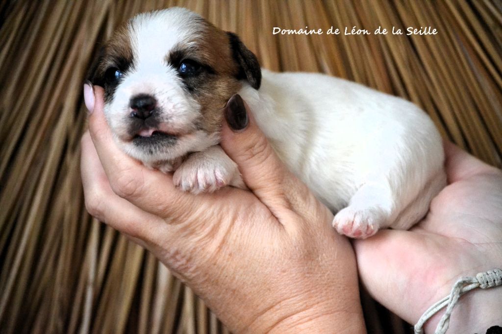 du Domaine De Léon De La Seille - Chiots disponibles - Jack Russell Terrier