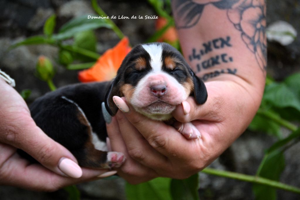 du Domaine De Léon De La Seille - Chiots disponibles - Basset Hound