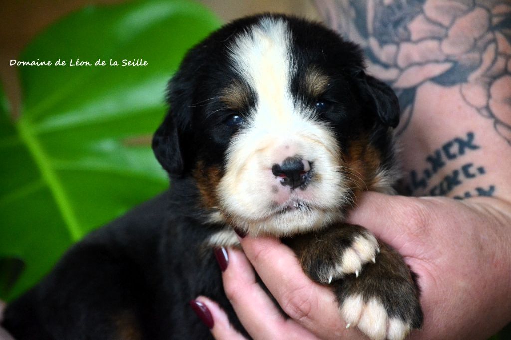 du Domaine De Léon De La Seille - Chiots disponibles - Bouvier Bernois