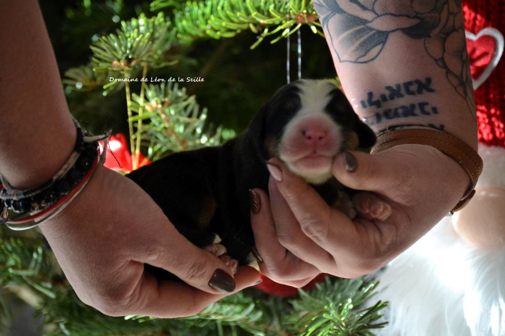 du Domaine De Léon De La Seille - Chiots disponibles - Bouvier Bernois