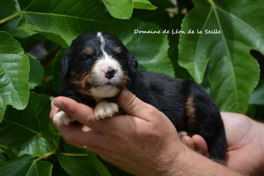 du Domaine De Léon De La Seille - Chiots disponibles - Bouvier Bernois