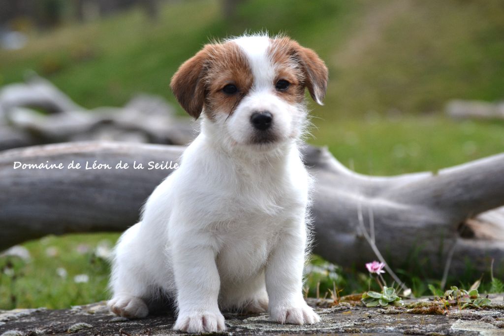 Chiot Jack Russell Terrier du Domaine De Léon De La Seille