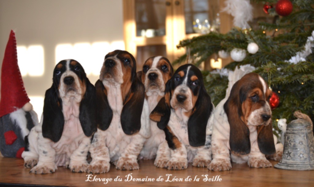 Chiot Basset Hound du Domaine De Léon De La Seille