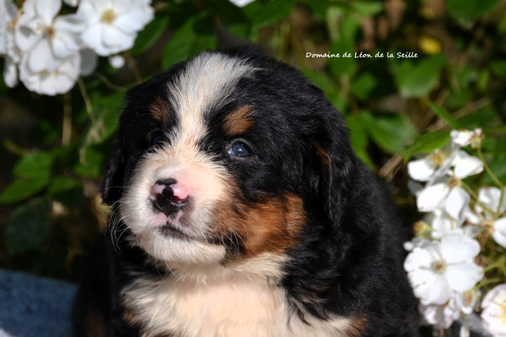 du Domaine De Léon De La Seille - Chiots disponibles - Bouvier Bernois