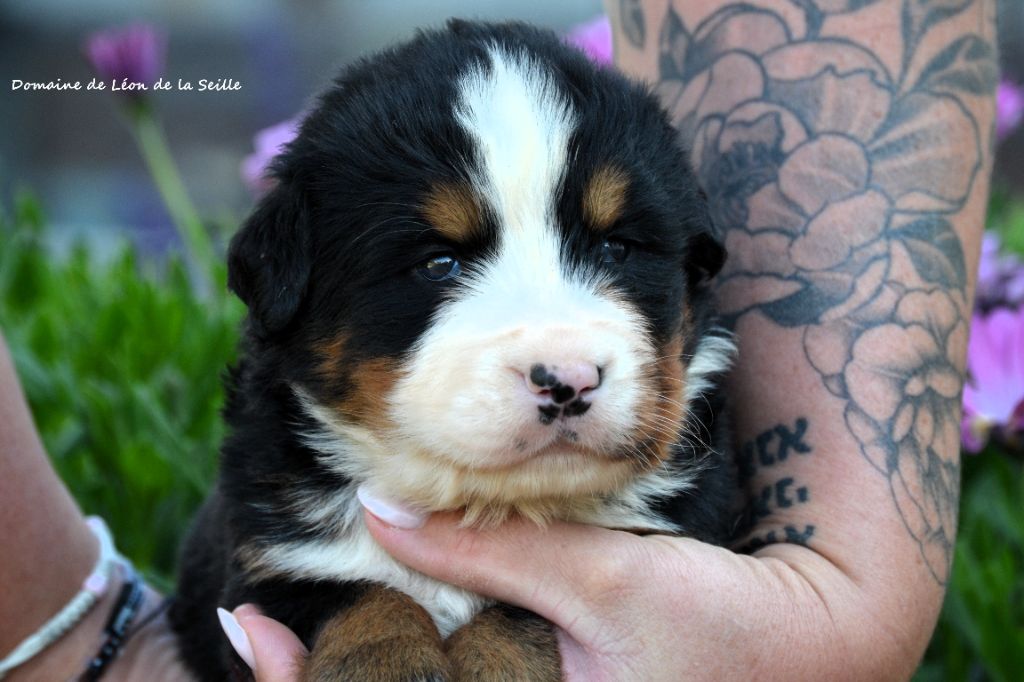 du Domaine De Léon De La Seille - Chiots disponibles - Bouvier Bernois