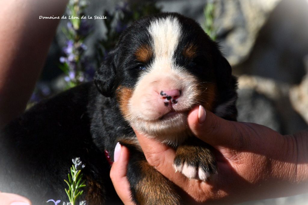du Domaine De Léon De La Seille - Chiots disponibles - Bouvier Bernois