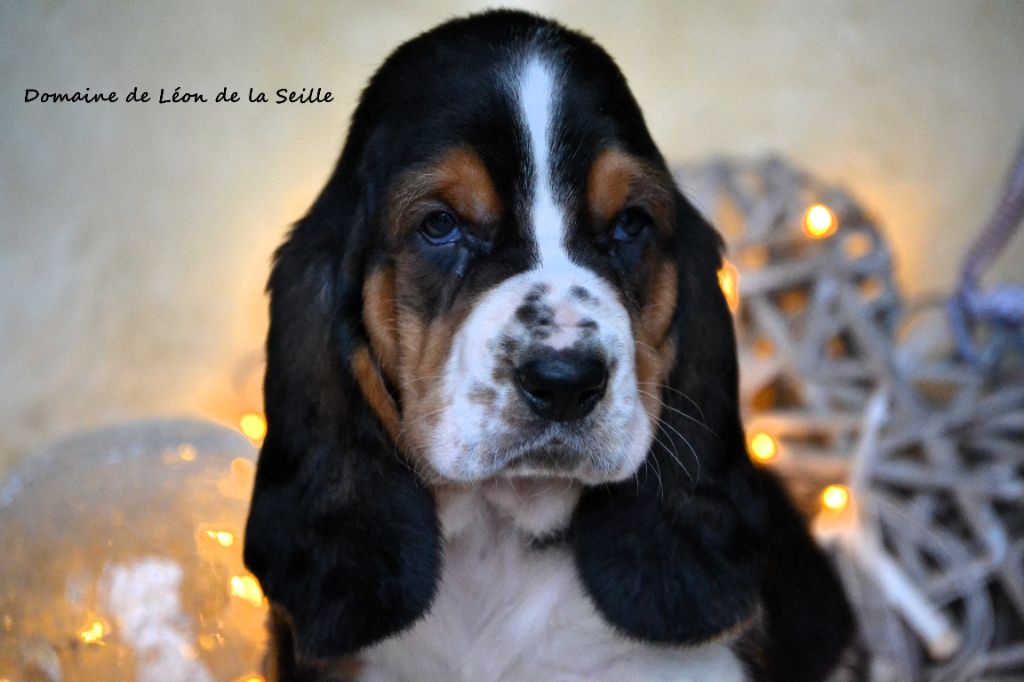du Domaine De Léon De La Seille - Chiots disponibles - Basset Hound
