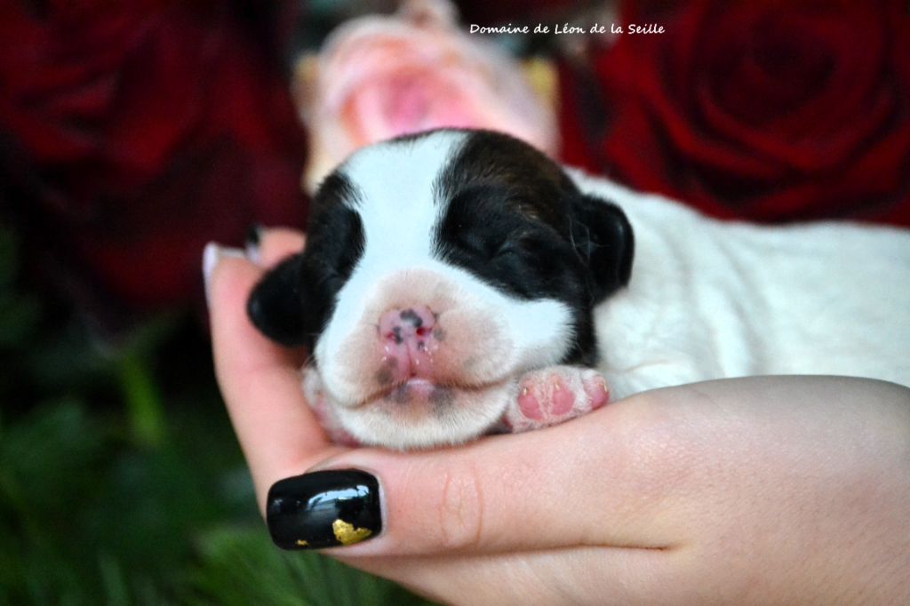 Chiot Jack Russell Terrier du Domaine De Léon De La Seille