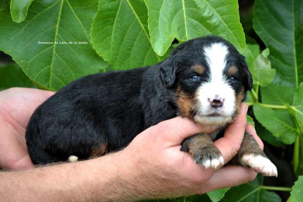 du Domaine De Léon De La Seille - Chiots disponibles - Bouvier Bernois