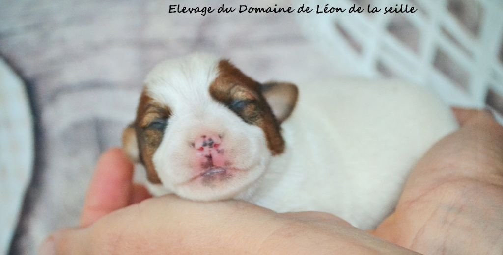 Chiot Jack Russell Terrier du Domaine De Léon De La Seille