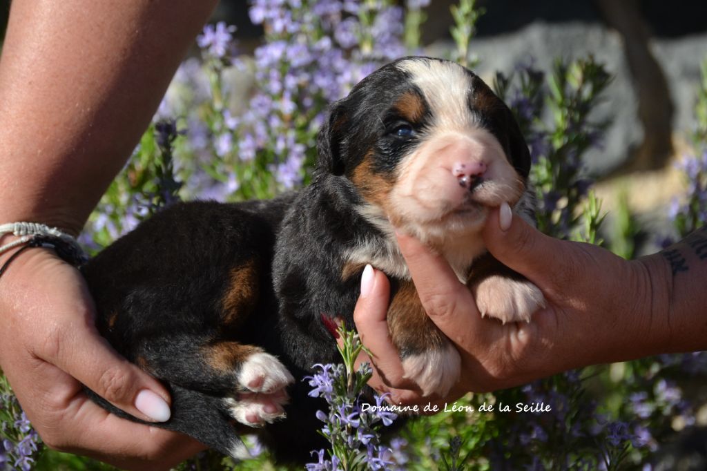 du Domaine De Léon De La Seille - Chiots disponibles - Bouvier Bernois