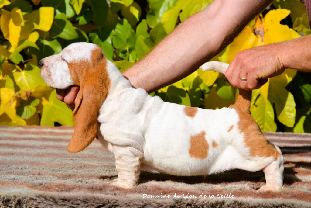 du Domaine De Léon De La Seille - Chiots disponibles - Basset Hound