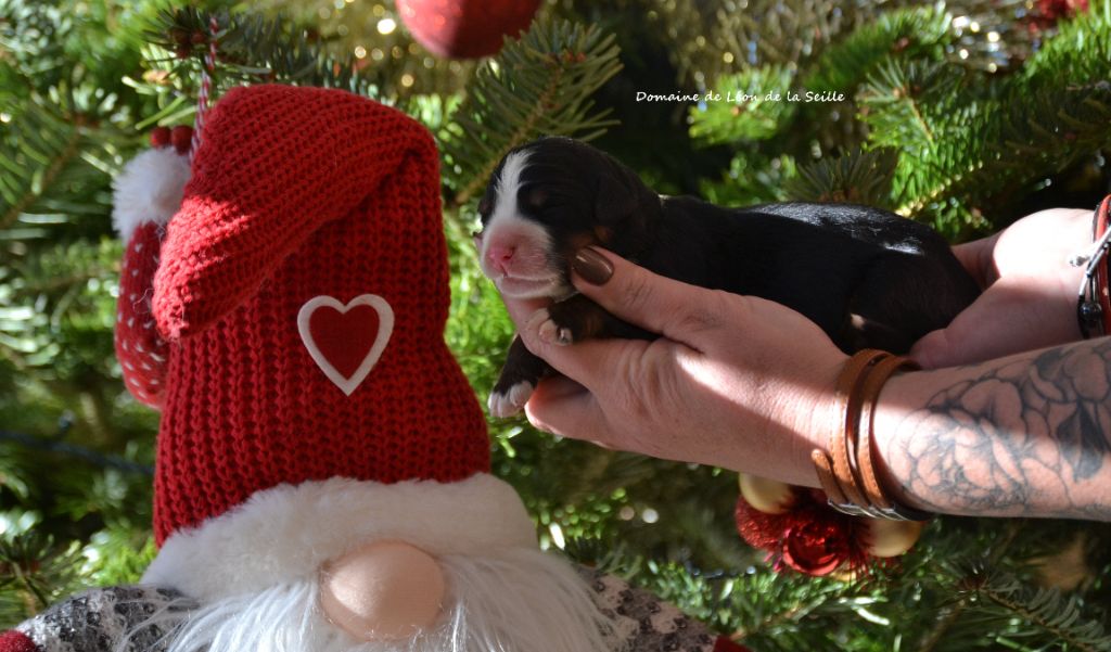 Chiot Bouvier Bernois du Domaine De Léon De La Seille