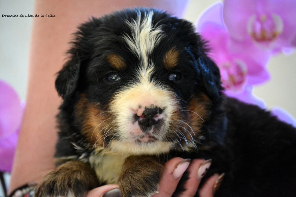 du Domaine De Léon De La Seille - Chiots disponibles - Bouvier Bernois