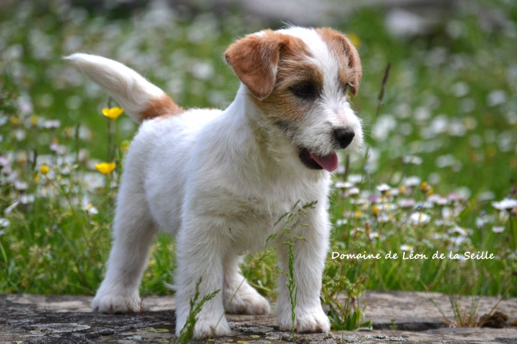 du Domaine De Léon De La Seille - Chiots disponibles - Jack Russell Terrier