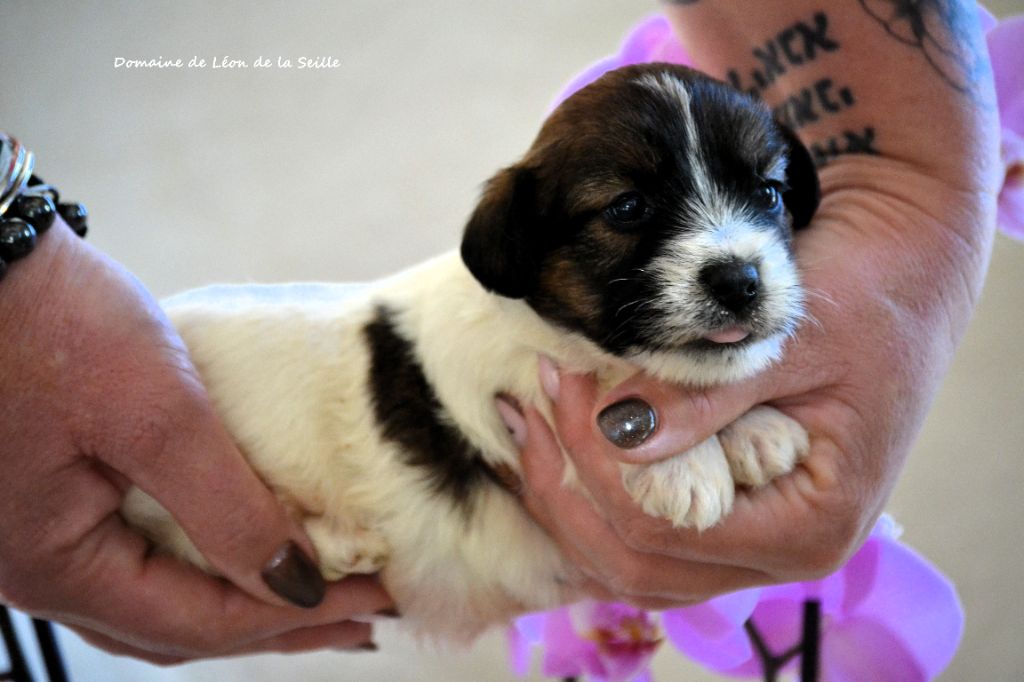 du Domaine De Léon De La Seille - Jack Russell Terrier - Portée née le 13/12/2025